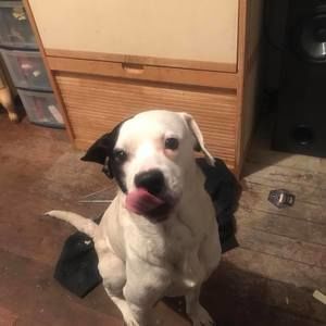 Meet your Posher, Bear